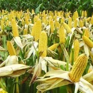 玉米交易平臺(tái)有哪些？怎么樣能賣(mài)到好價(jià)錢(qián)